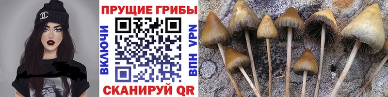 Галлюциногенные грибы Magic Shrooms  Купить  Игарка 